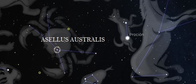 estrella fija asellus australis