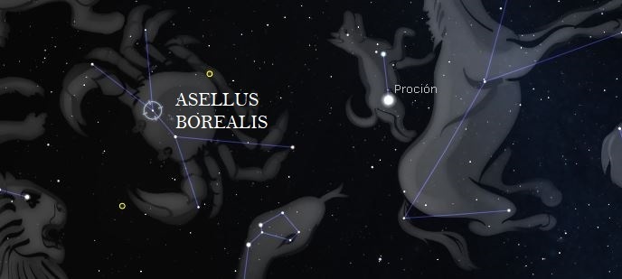 estrella fija asellus borealis